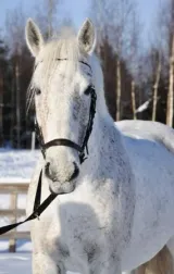Baron, tidigare ridskolehäst på Arvika Ridklubb
