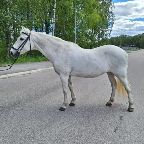 Ridskolehästen Alexia