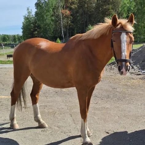 Ridskolehästen Ginger