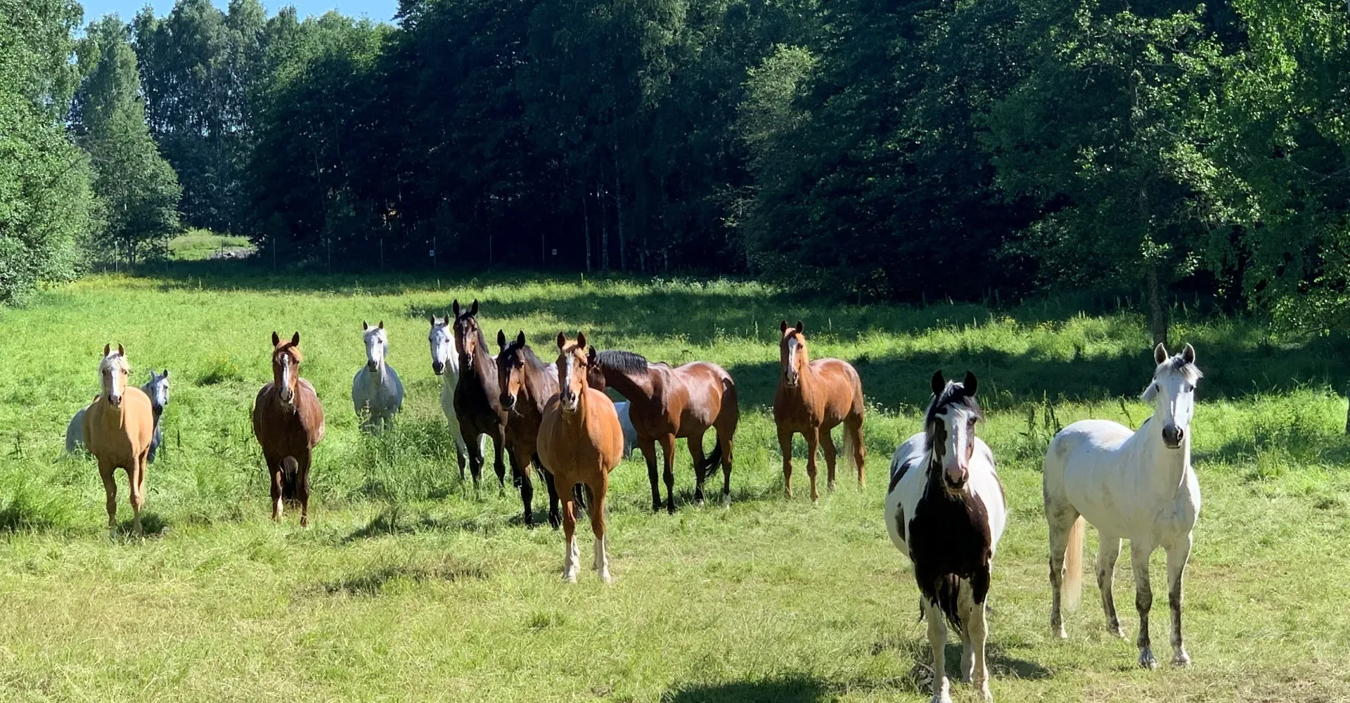 Hästar på bete i en grön sommarhage
